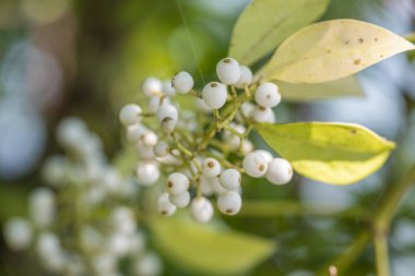 Evergreen Calophyllum tesisi doğal aydınlatma ile yakın çekim.