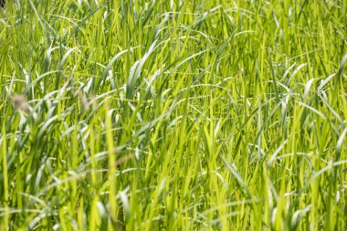 Bulanık bir arka plan üzerinde açık yeşil çim.