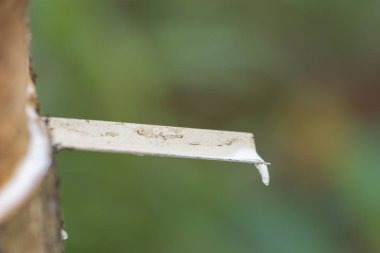 Kasede suyu Hevea akışı için Paraşüt.