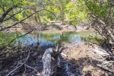 mangrov orman koh chang Adası, Tayland.