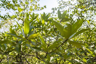 Mangrov doğal ışık yaprakları.