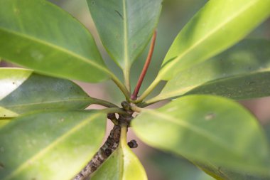 Mangrov doğal ışık yaprakları.