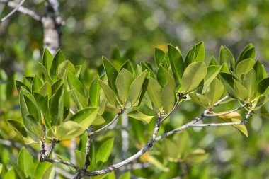 Mangrov doğal ışık yaprakları.