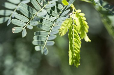 Doğada demirhindi yeşil yaprakları. Close. Tayland, Koh Chan