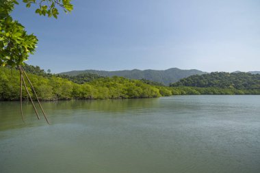 mangrov orman koh chang Adası, Tayland.