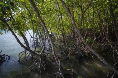 Lumnitzera littorea yaprak dökmeyen bir cinstir. Tayland, Koh Chan