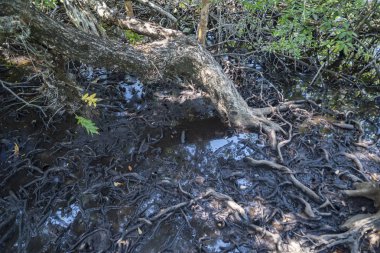 Lumnitzera littorea yaprak dökmeyen bir cinstir. Tayland, Koh Chan