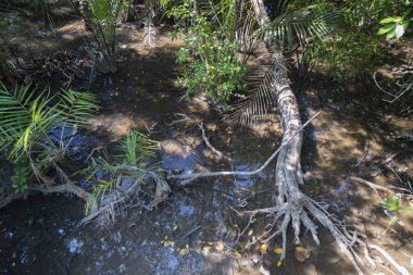 Lumnitzera littorea yaprak dökmeyen bir cinstir. Tayland, Koh Chan