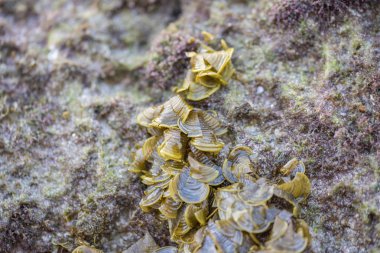 Düşük t sonra kaya üzerinde Padina Pavonica cinsi kahverengi algler