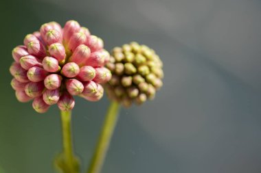 Unblown çiçek Calliandra (Calliandra haematocephala) closeup.