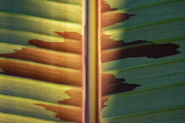 Textura de hoja verde con un área seca — Foto de Stock