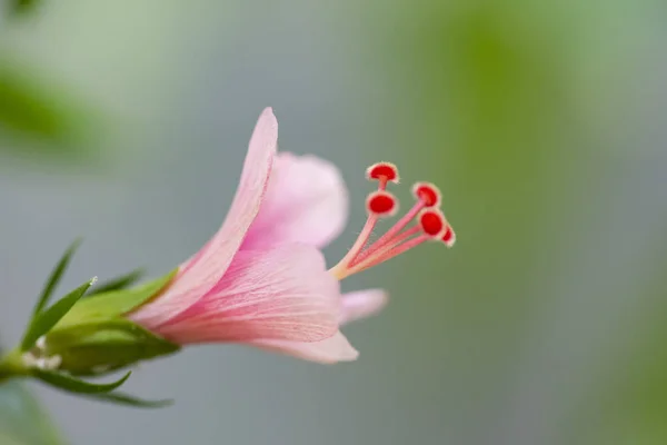 Hibiscus Rosa sinensis (sněhová vločka, Květinka, Čínská — Stock fotografie