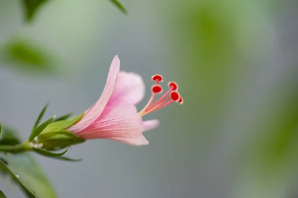 Hibiscus rosa sinensis (Snowflake Hibiscus, Shoe Flower, Chinese — Stock Photo, Image