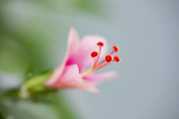 Hibiscus Rosa sinensis (sněhová vločka, Květinka, Čínská — Stock fotografie