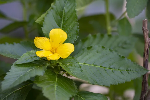 Желтый тропический цветок Turnera ulmifolia — стоковое фото