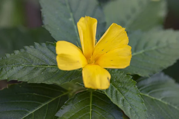 Flor tropical amarela Turnera ulmifolia — Fotografia de Stock