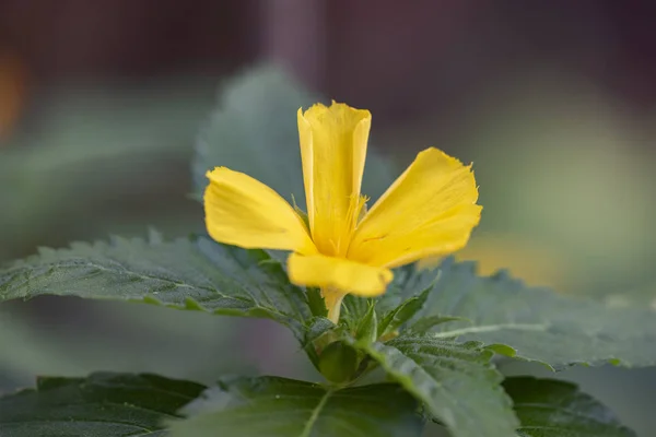 Желтый тропический цветок Turnera ulmifolia — стоковое фото