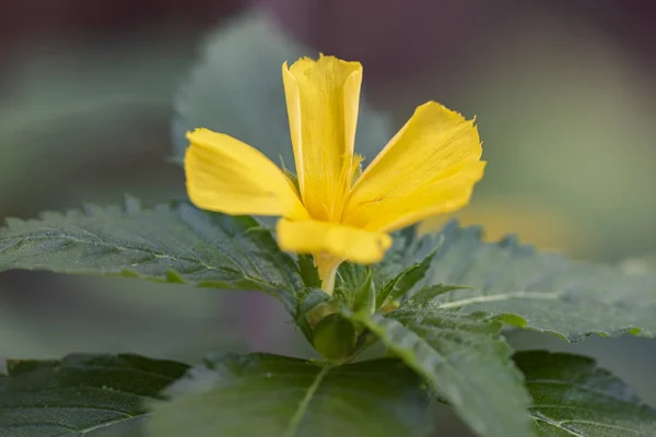 Желтый тропический цветок Turnera ulmifolia — стоковое фото