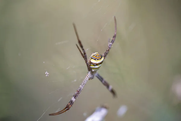 Obraz makro Argiope pająk anasuja na pajęczyna. — Zdjęcie stockowe