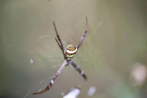Macro afbeelding van een Argiope anasuja Spider op een spinnenweb. — Stockfoto