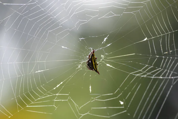 Macro afbeelding van een Argiope anasuja Spider op een spinnenweb. — Stockfoto