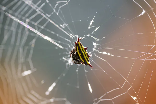 Imagem macro de uma aranha Argiope anasuja em uma teia de aranha . — Fotografia de Stock