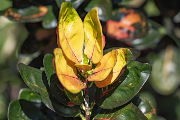 Croton tropische Pflanze Nahaufnahme in natürlichem Licht. — Stockfoto