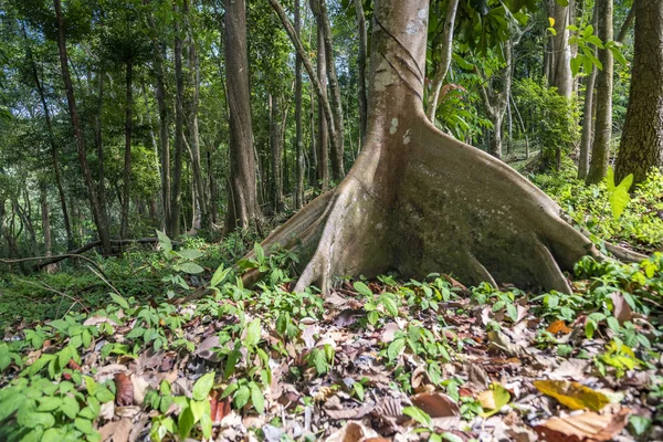 Ceiba tree in the rainforest. — Stock Photo, Image