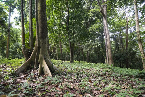 Ceiba tree in the rainforest. — Stock Photo, Image