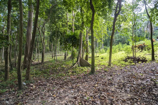 Thailand rainforest. Koh Chang Island. — Stock Photo, Image