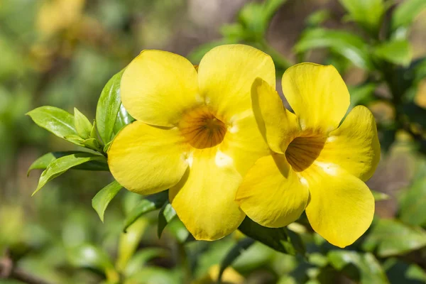 Fiore giallo della pianta di Allamand (Allamanda cathartica) primo piano . — Foto Stock