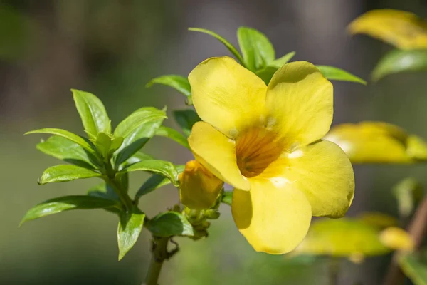 Yellow flower of Allamand plant (Allamanda cathartica) closeup. — 스톡 사진