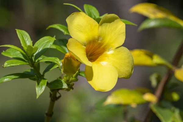 Fiore giallo della pianta di Allamand (Allamanda cathartica) primo piano . — Foto Stock