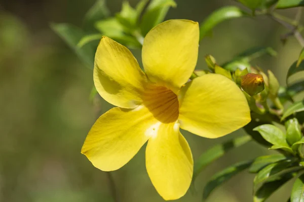 Yellow flower of Allamand plant (Allamanda cathartica) closeup. — 스톡 사진