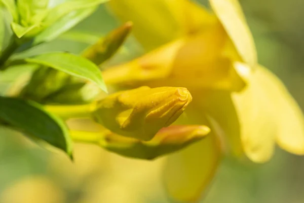 Желтый цветок растения Алламанда (Allamanda cathartica) крупным планом . — стоковое фото