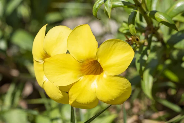 Желтый цветок растения Алламанда (Allamanda cathartica) крупным планом . — стоковое фото