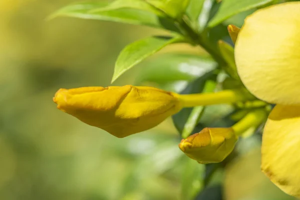 Yellow flower of Allamand plant (Allamanda cathartica) closeup. — 스톡 사진