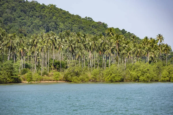 Высокие кокосовые пальмы на восточном побережье Ко Чанг (Koh Chang) . — стоковое фото