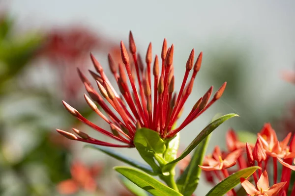 Schöne rote Blüten der Pflanze ixora chinensis in natürlicher Form — Stockfoto