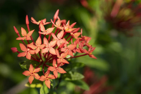 천연 리에서 식물 익소라 치넨시스의 아름다운 빨간 꽃 — 스톡 사진