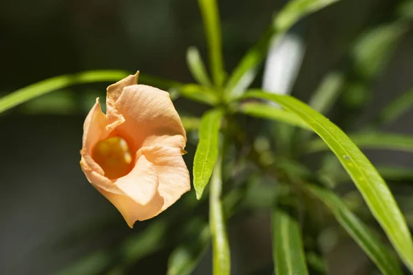 Thevetia peruviana (cascabela thevetia) - Pflanze in der Natur, nahe — Stockfoto