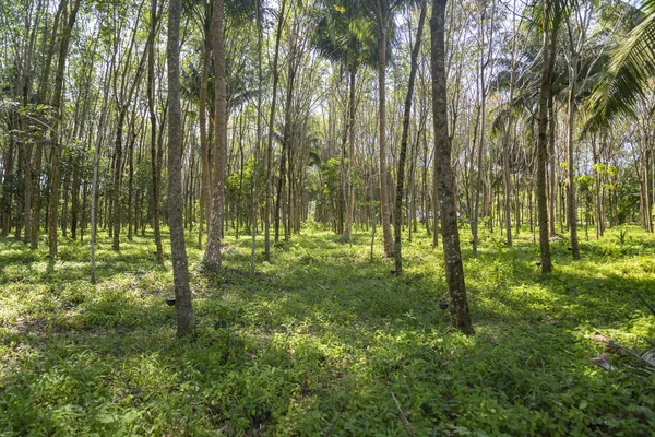 Wide viewing angle of the plantation Gevea for collecting juice. — Stock Photo, Image