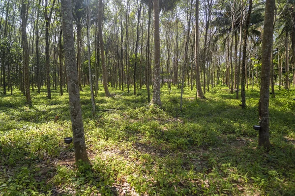 Wide viewing angle of the plantation Gevea for collecting juice. — Stock Photo, Image