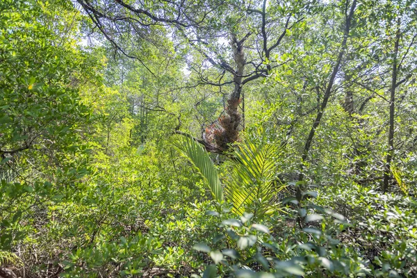 Mangrove forest on Koh Chang island, Thailand. — Stock Photo, Image