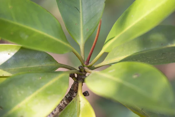 Mangrove levelek természetes fényben. — Stock Fotó