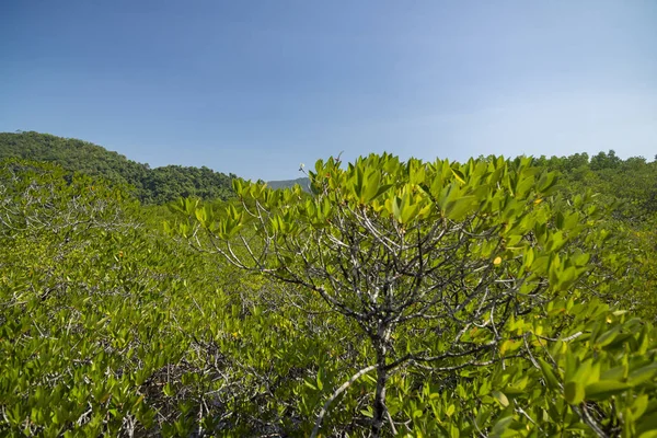 Mangrove forest on Koh Chang island, Thailand. — Stock Photo, Image