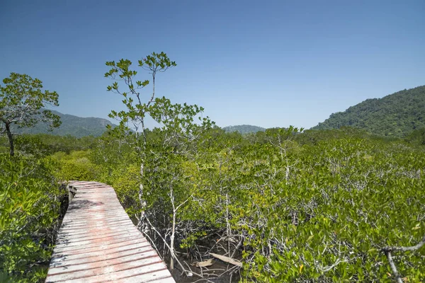 Wooden bridge through the thickets of mangroves. — Stock Photo, Image