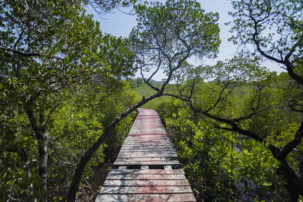 Wooden bridge through the thickets of mangroves. — Stock Photo, Image