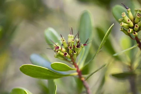 Immergrüne Baumblume lumnitzera littorea aus nächster Nähe. — Stockfoto