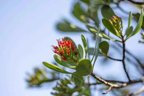 Immergrüne Baumblume lumnitzera littorea aus nächster Nähe. — Stockfoto